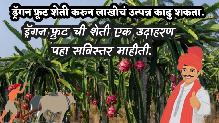 Dragon Fruit Farming in Maharashtra