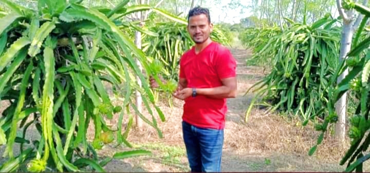 Dragon Fruit Farming in Maharashtra